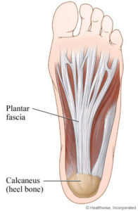 Plantar Fascia