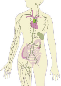 The Lymphatic System treated with lymphatic drainage at Bodyworks Clinic Marbella