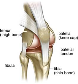 Knee Ligaments
