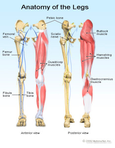 Anatomy of the legs