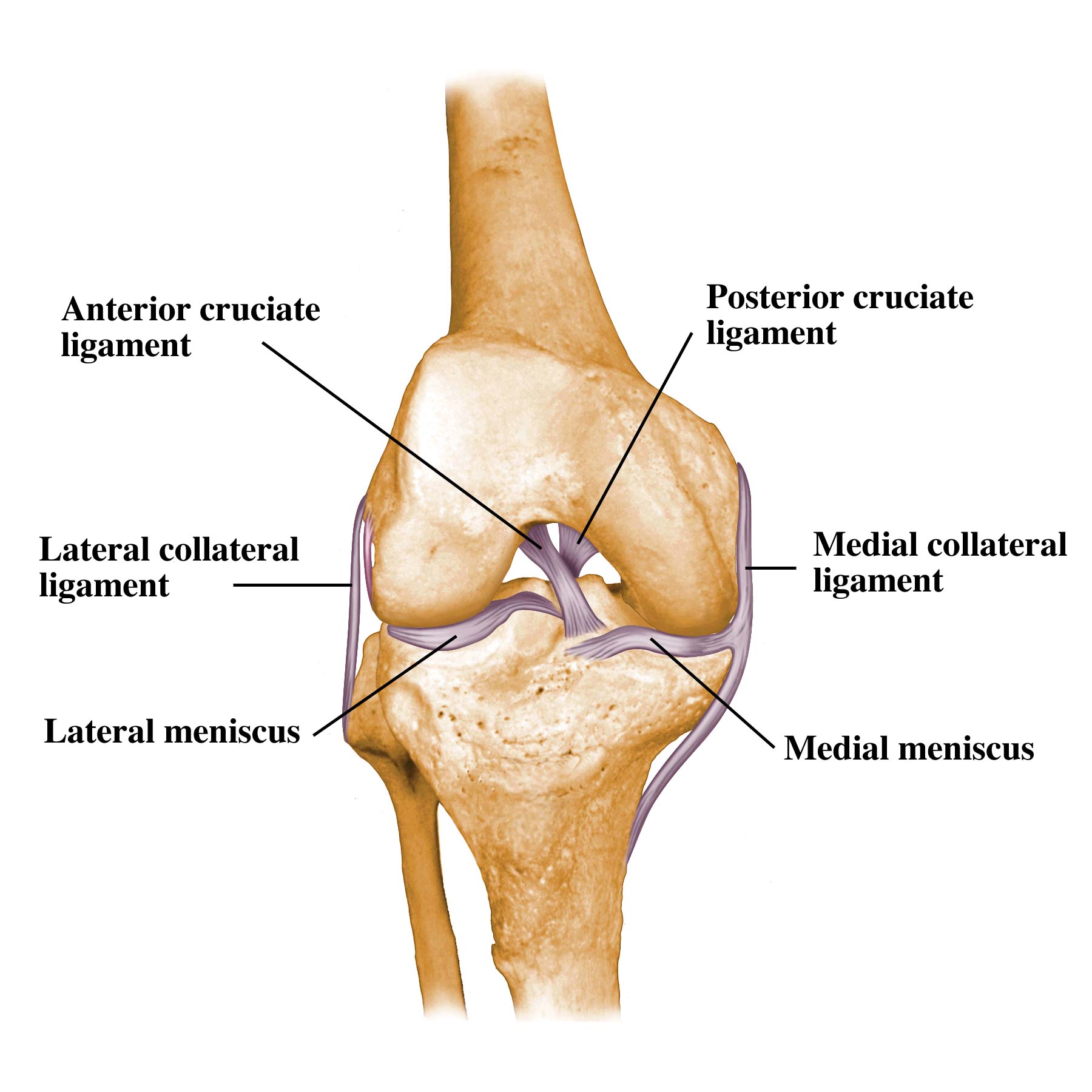 Ligaments of the Knee