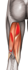 Group of hamstring Muscles