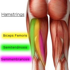 Group of hamstring muscles