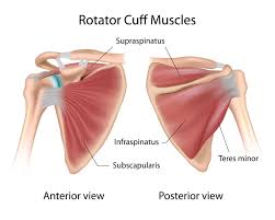 Rotator cuff and Supraspinatus muscles are key for chronic pain
