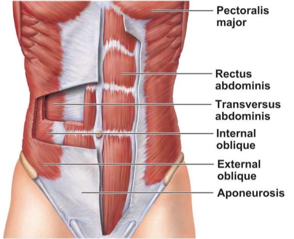 Core Muscle = strong back?