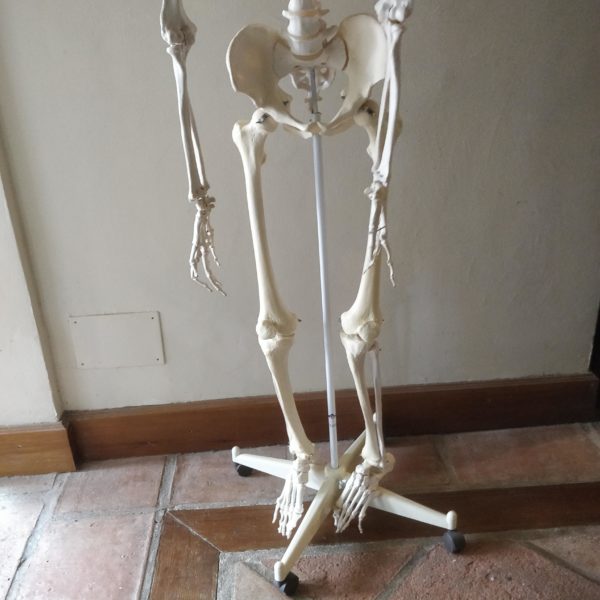 3B Medical Skeleton Bodyworks Clinic Marbella